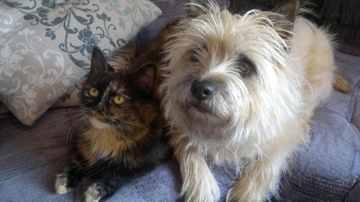 Cairn terrier Nanna billede 13