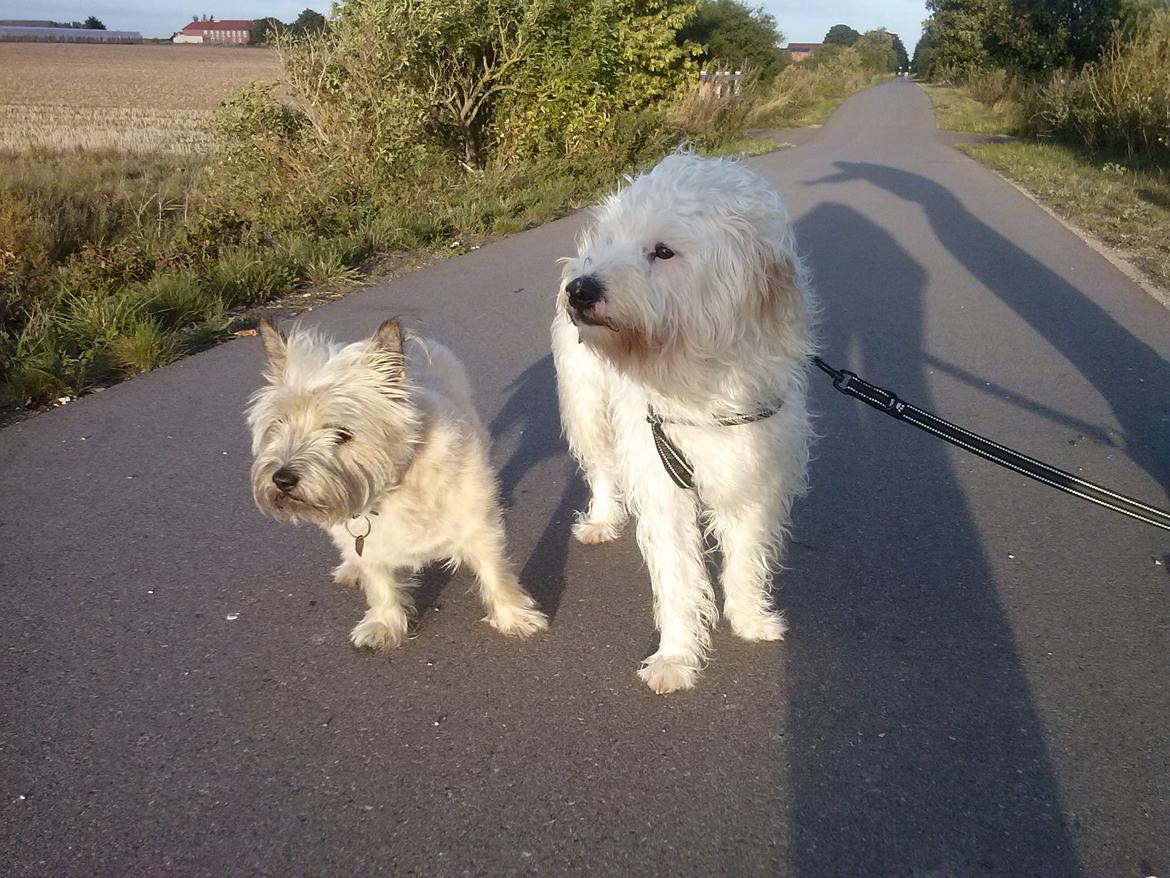 Cairn terrier Nanna billede 14