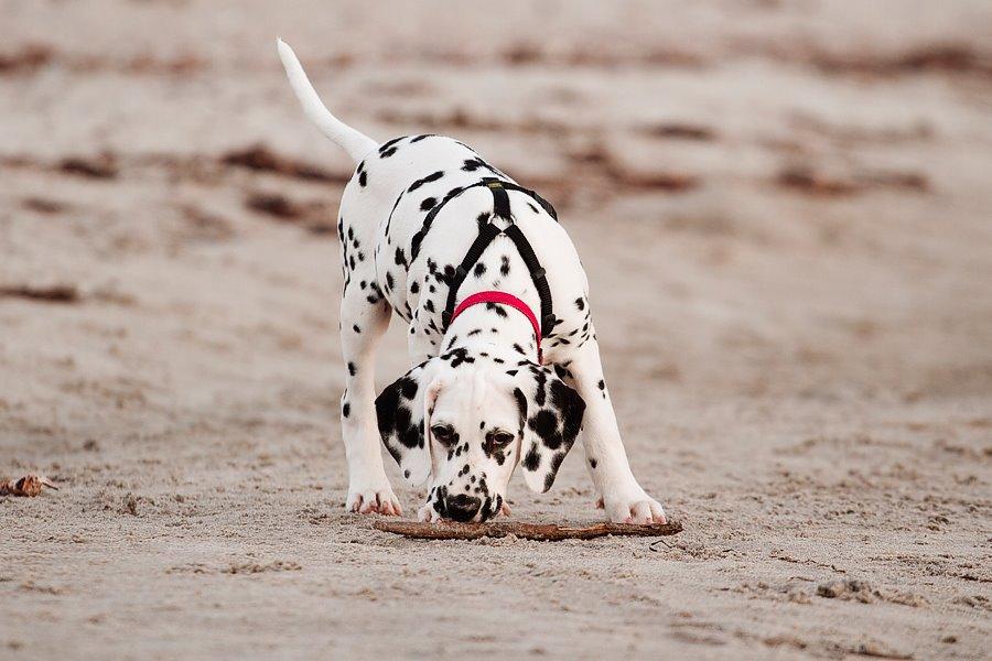 Dalmatiner Hugin (Spotdog's Everything Elegant) - 11 uger billede 39