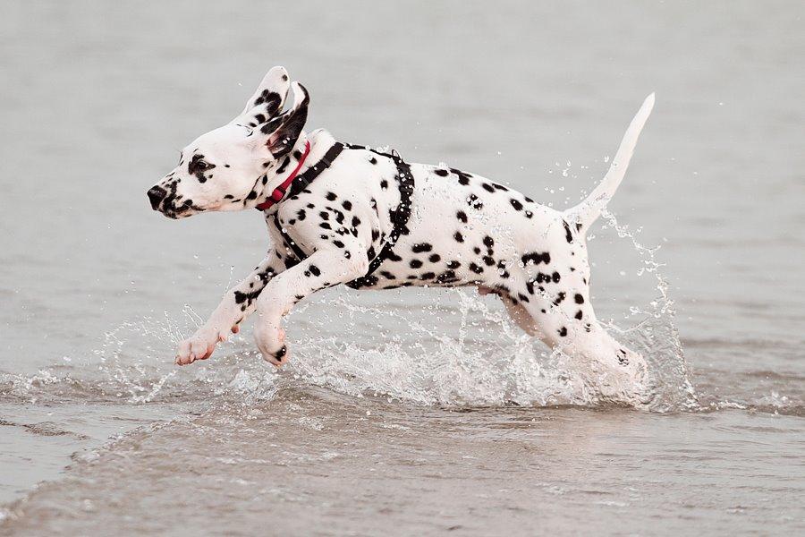 Dalmatiner Hugin (Spotdog's Everything Elegant) - 11 uger billede 40