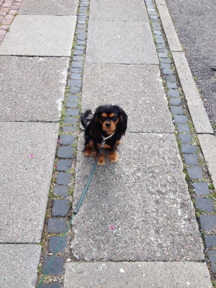 Cavalier king charles spaniel Choko - Choko, lige knap 11 måneder, 5,5 kilo billede 3