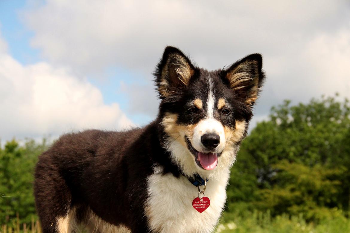 Border collie Skjernå Bordercollie Louis billede 19