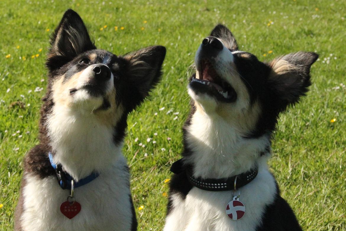 Border collie Skjernå Bordercollie Louis - Tjalfe og hans kuldsøster billede 13