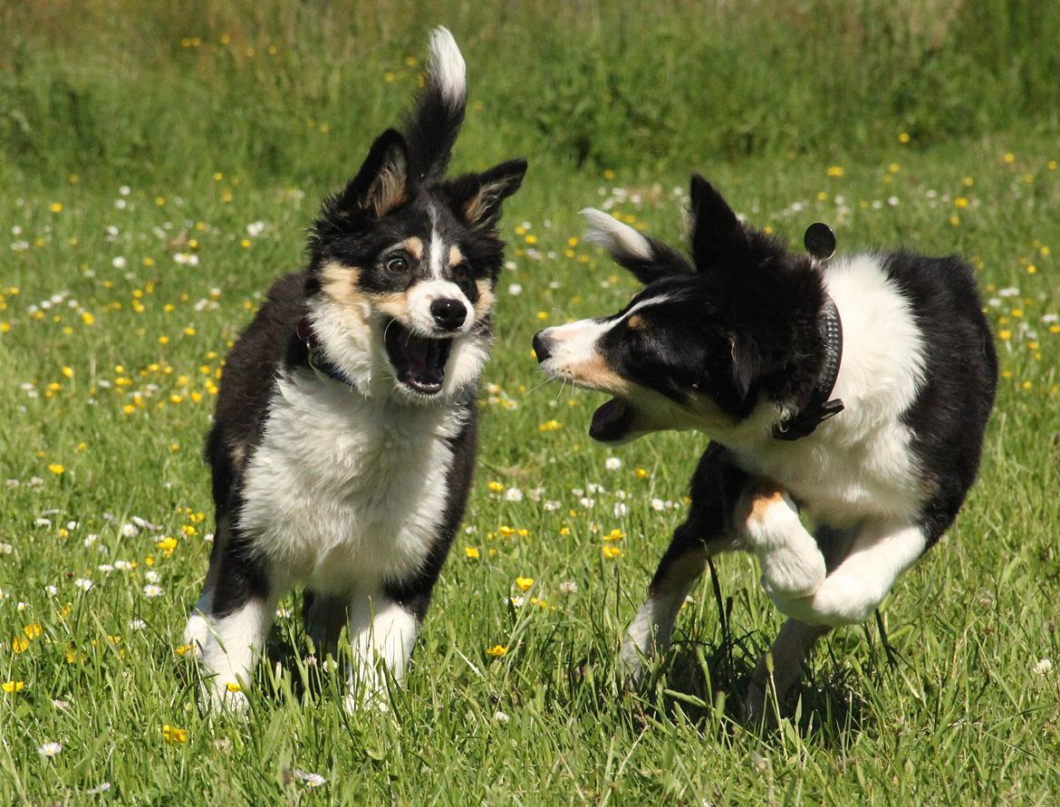 Border collie Skjernå Bordercollie Louis - Tjalfe og hans kuldsøster billede 15