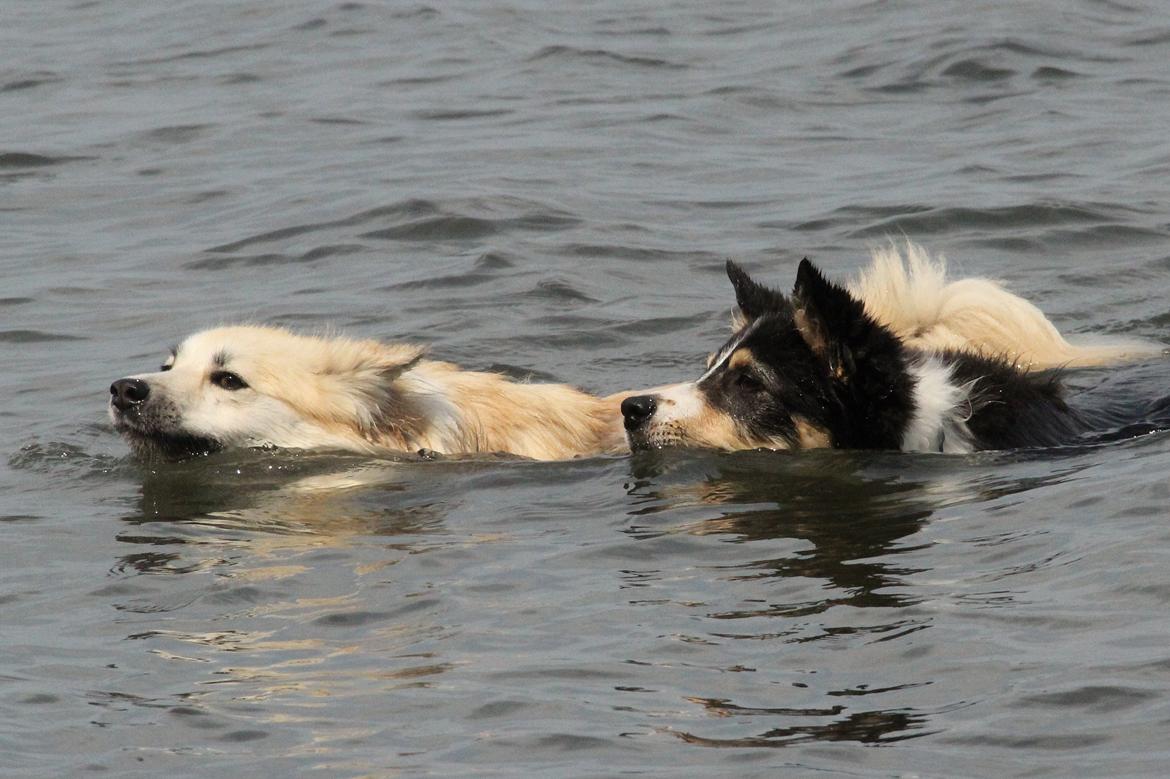 Border collie Skjernå Bordercollie Louis billede 12