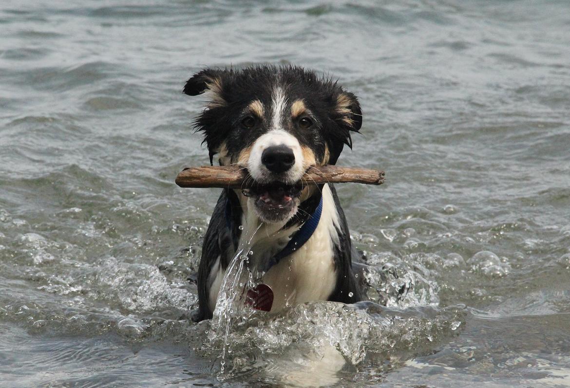 Border collie Skjernå Bordercollie Louis billede 7