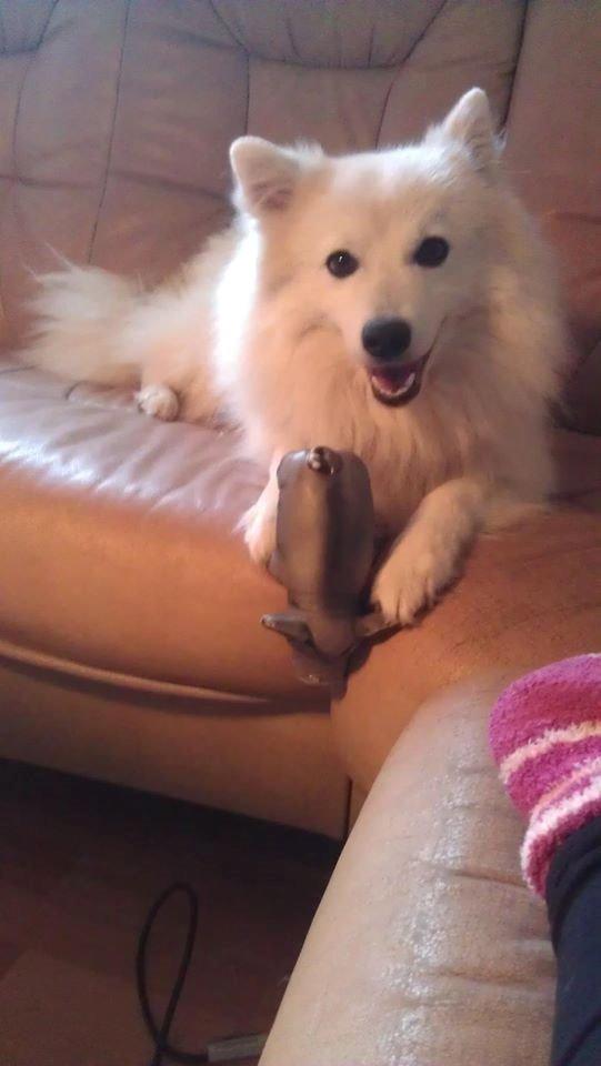 Japansk spids balto billede 7