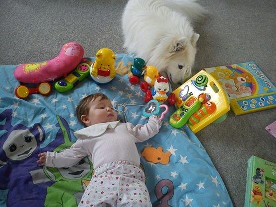 Japansk spids balto billede 8