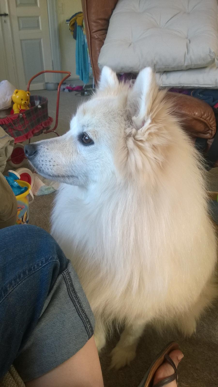 Japansk spids balto billede 9