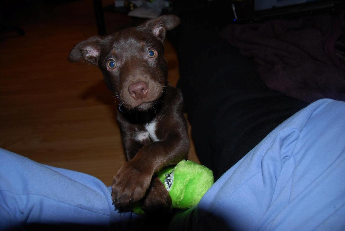 Australsk kelpie Grejaskogens Varro billede 1