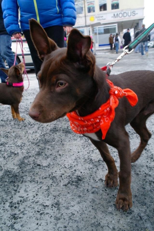 Australsk kelpie Grejaskogens Varro billede 3