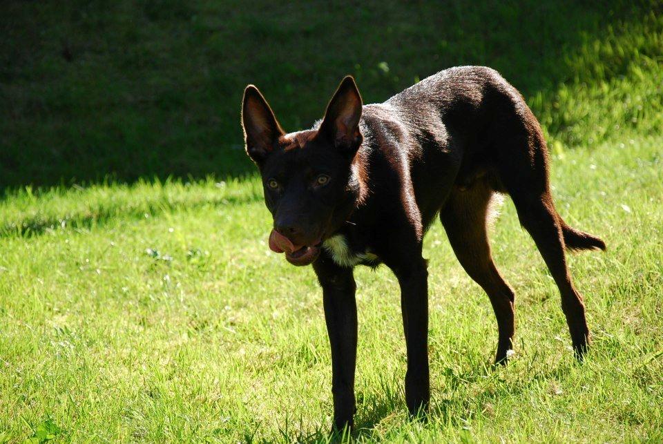 Australsk kelpie Grejaskogens Varro billede 4