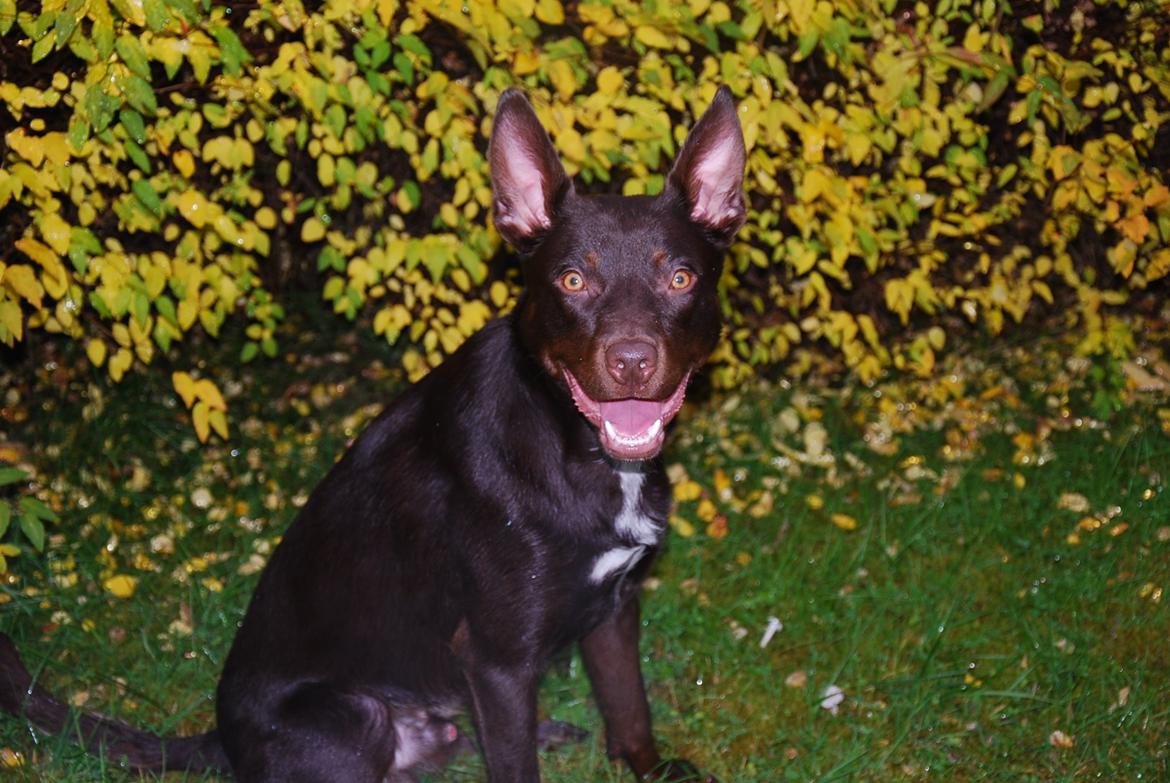 Australsk kelpie Grejaskogens Varro billede 5