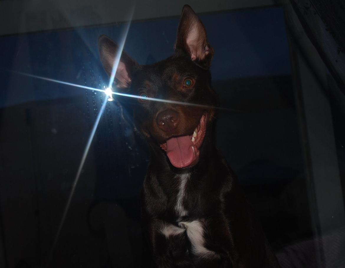 Australsk kelpie Grejaskogens Varro billede 6