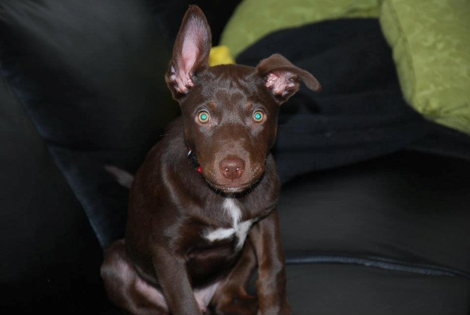 Australsk kelpie Grejaskogens Varro billede 2