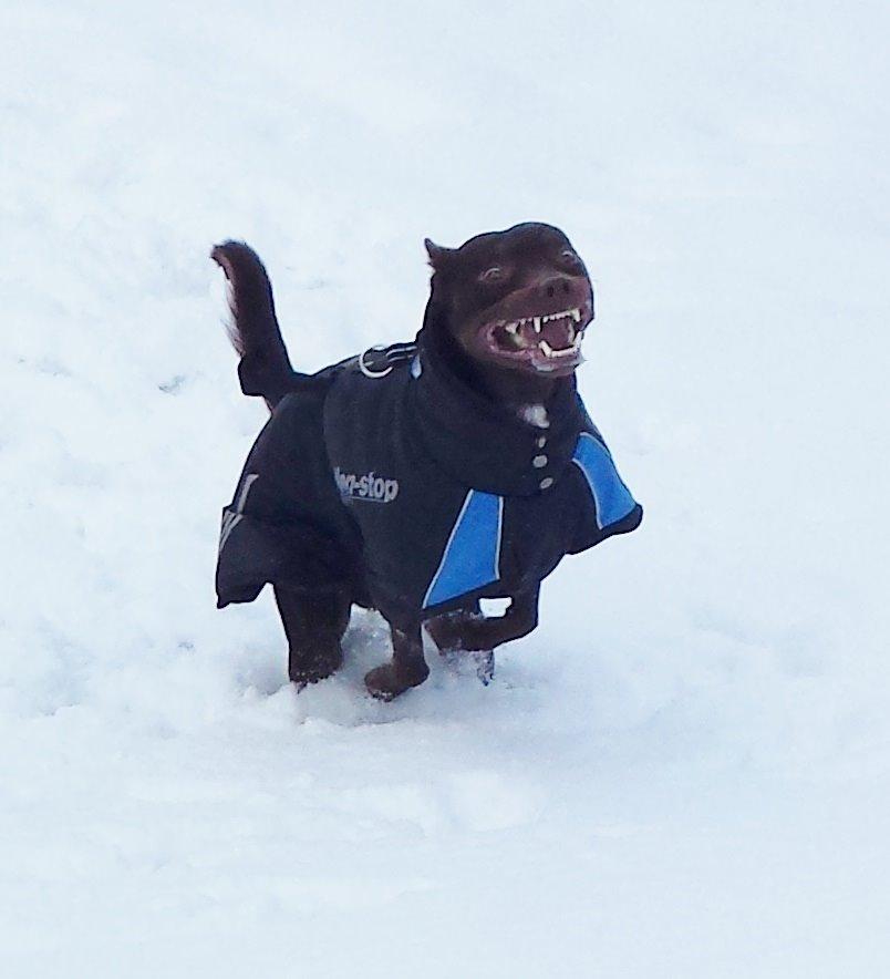 Australsk kelpie Grejaskogens Varro billede 7