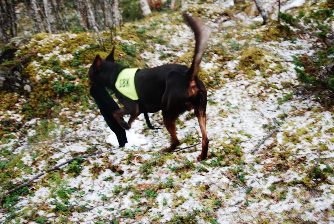 Australsk kelpie Grejaskogens Varro billede 8