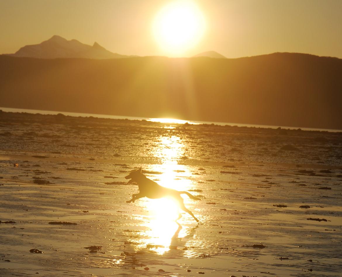 Australsk kelpie Grejaskogens Varro billede 10