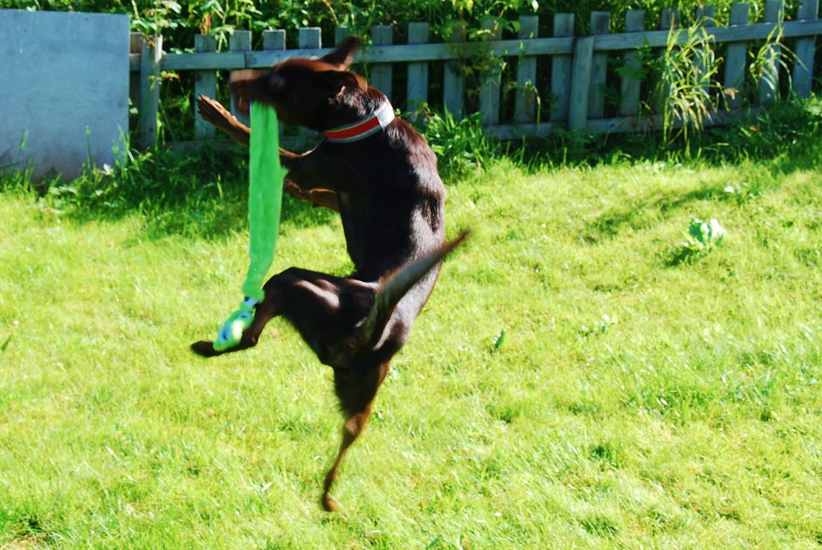 Australsk kelpie Grejaskogens Varro billede 11