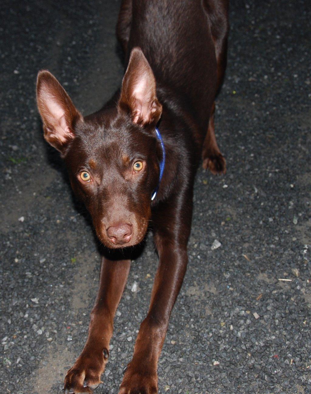 Australsk kelpie Grejaskogens Varro billede 9