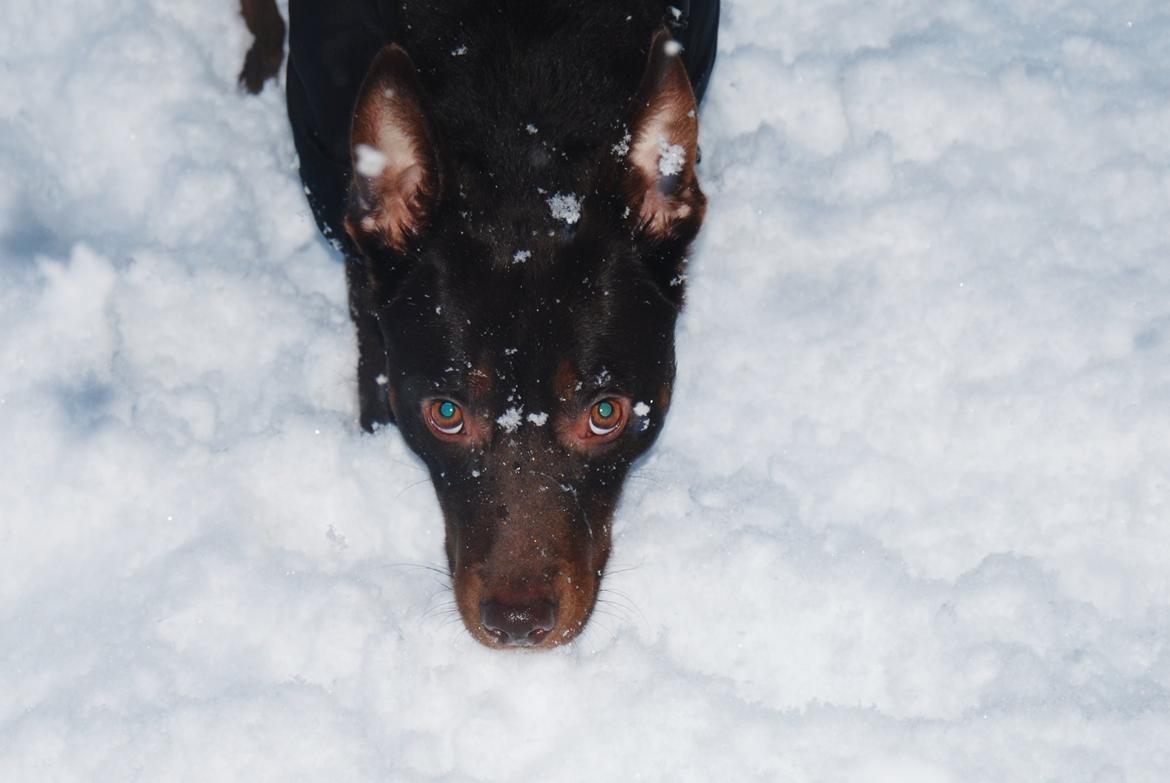 Australsk kelpie Grejaskogens Varro billede 13