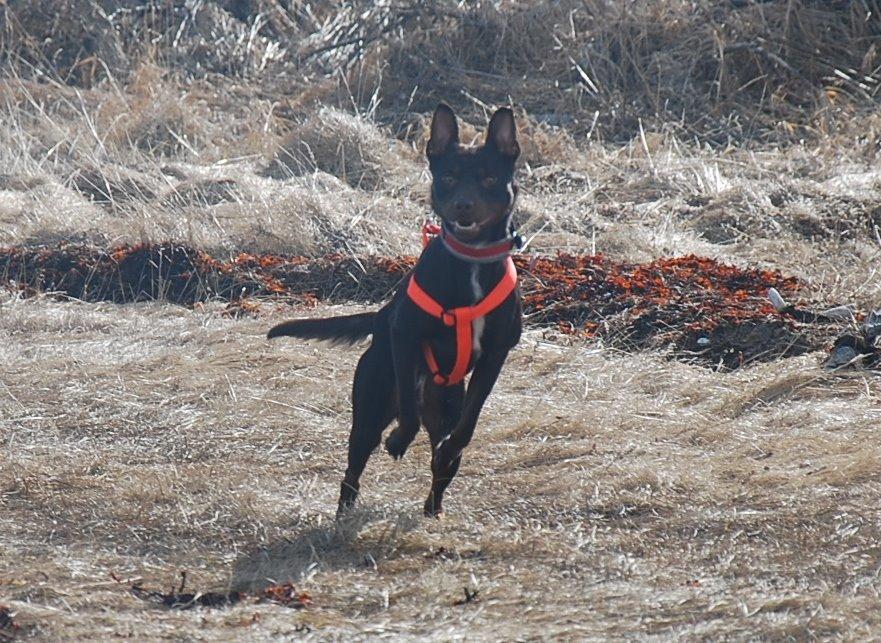 Australsk kelpie Grejaskogens Varro billede 14