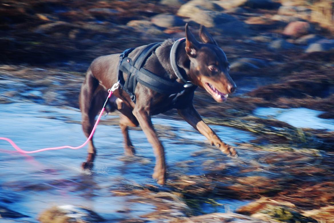 Australsk kelpie Grejaskogens Varro billede 15