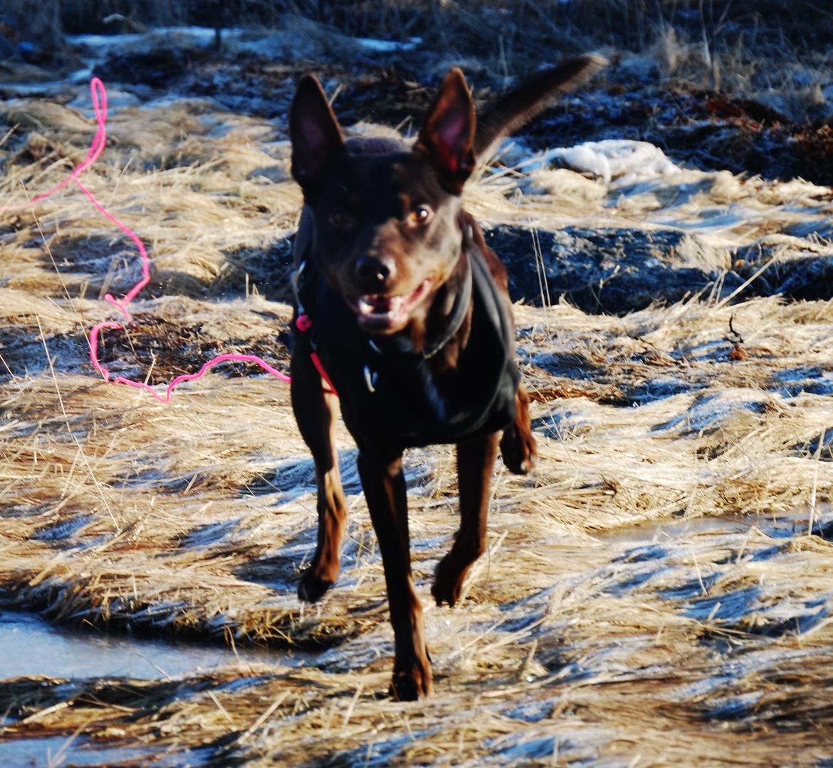 Australsk kelpie Grejaskogens Varro billede 16