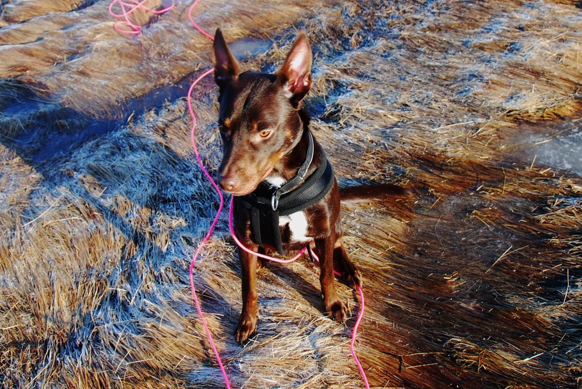 Australsk kelpie Grejaskogens Varro billede 17