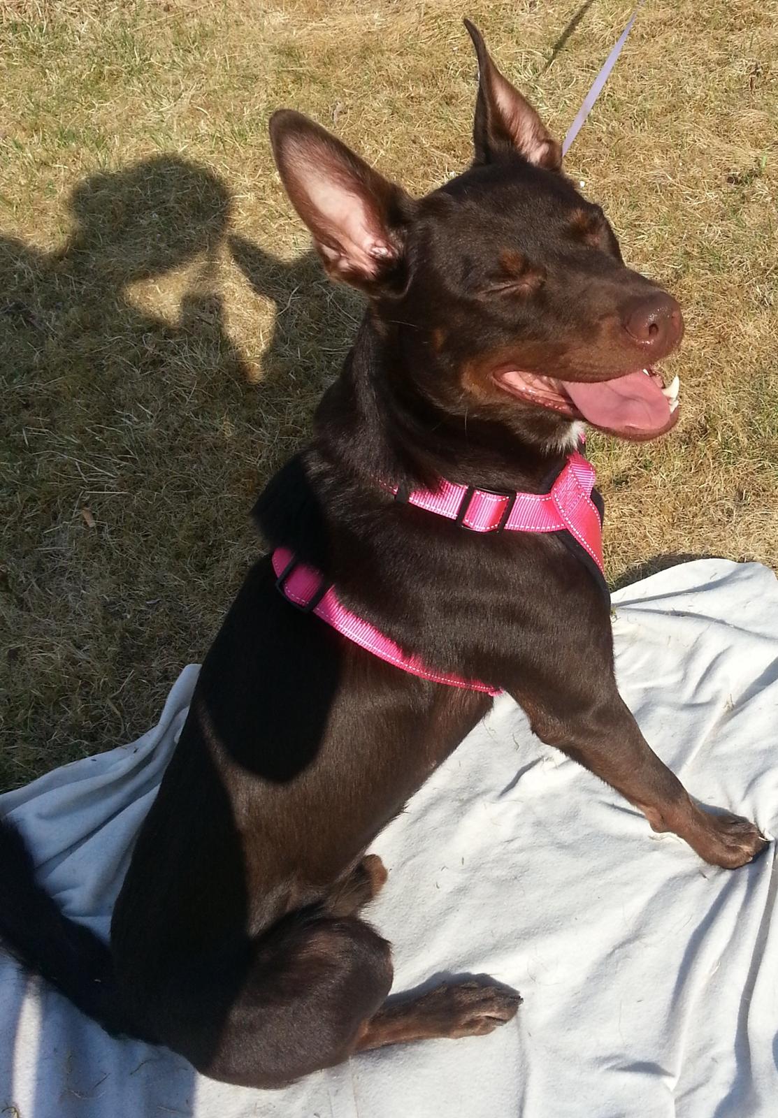 Australsk kelpie Grejaskogens Varro billede 18