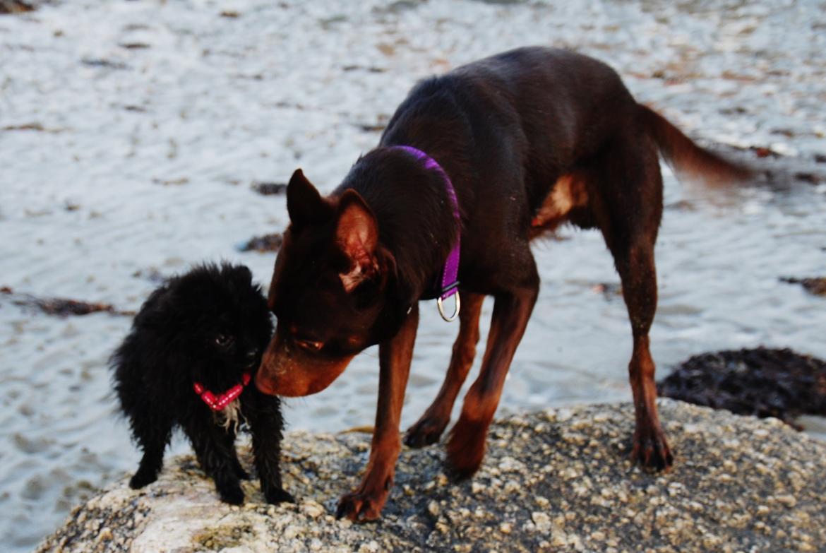 Australsk kelpie Grejaskogens Varro billede 12