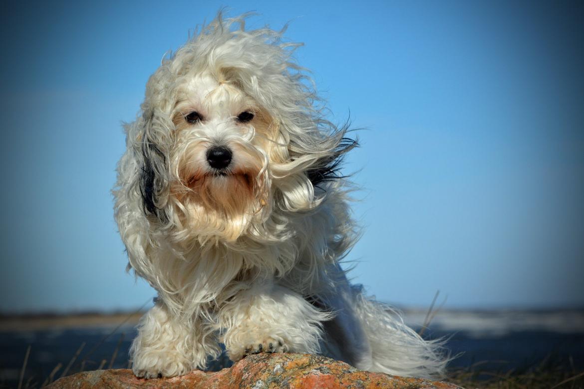 Løwchen Lions of Denmark X'llent Ludvig *Silas* billede 5