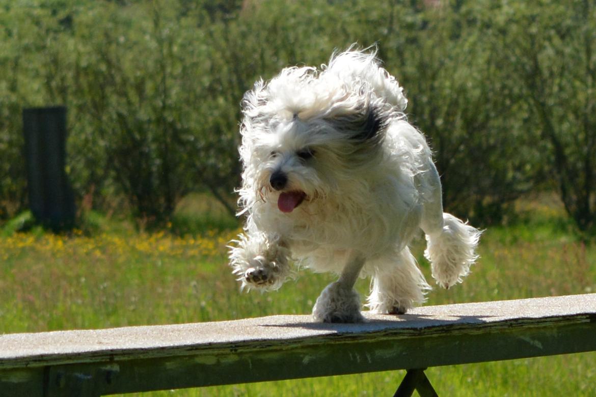 Løwchen Lions of Denmark X'llent Ludvig *Silas* billede 22