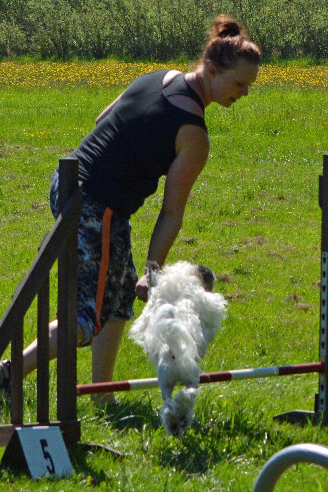 Løwchen Lions of Denmark X'llent Ludvig *Silas* billede 24