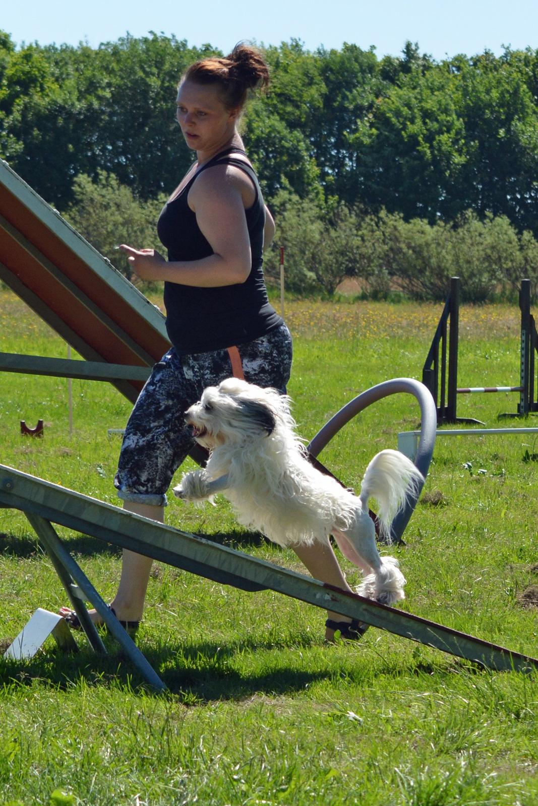 Løwchen Lions of Denmark X'llent Ludvig *Silas* billede 25