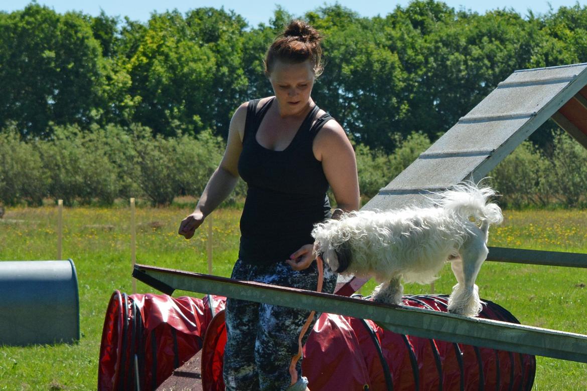 Løwchen Lions of Denmark X'llent Ludvig *Silas* billede 26