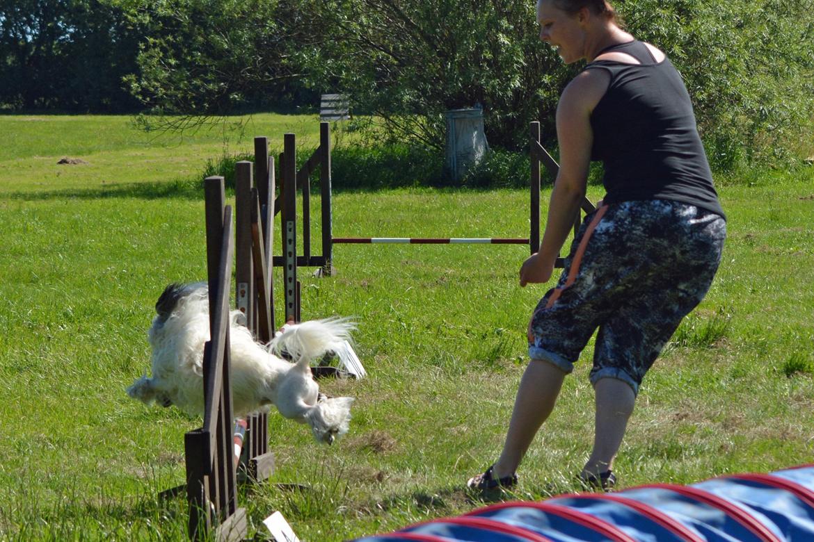 Løwchen Lions of Denmark X'llent Ludvig *Silas* billede 27