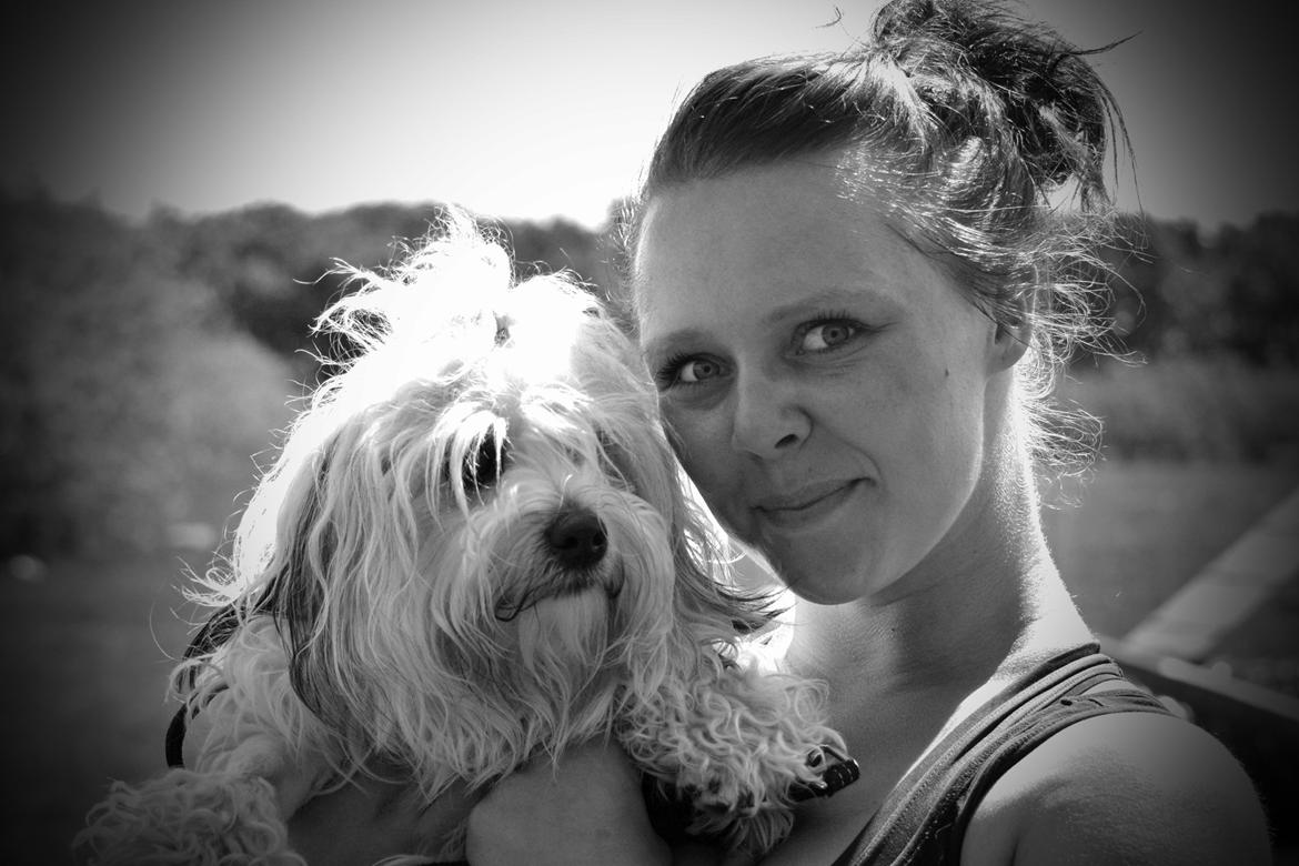 Løwchen Lions of Denmark X'llent Ludvig *Silas* billede 28