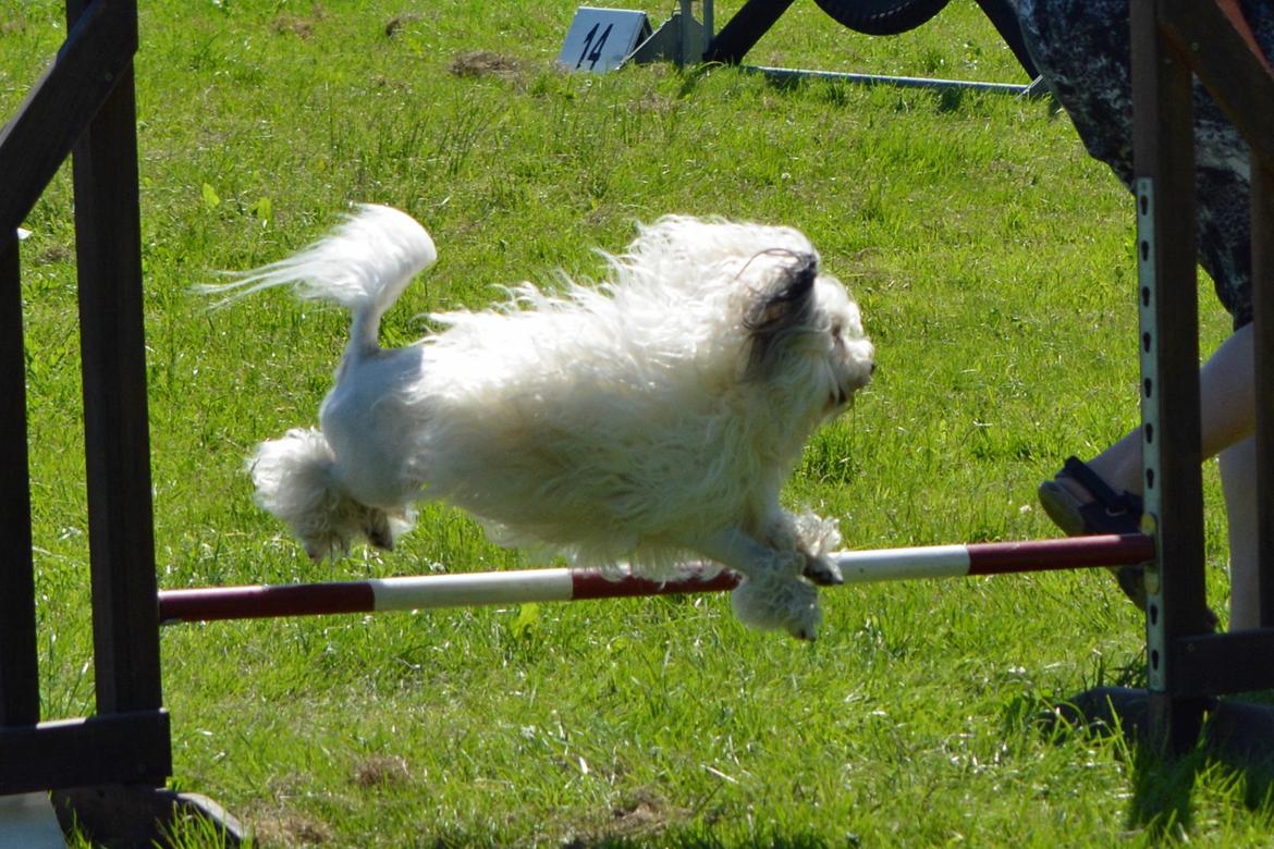 Løwchen Lions of Denmark X'llent Ludvig *Silas* billede 23