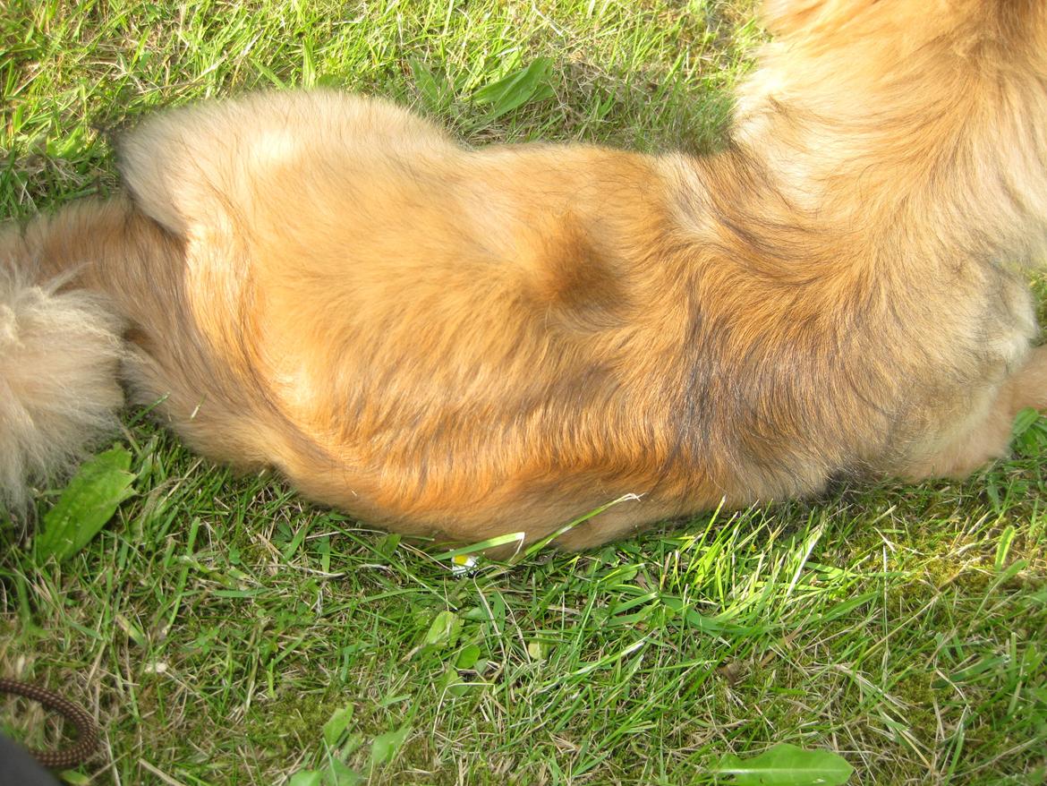 Tibetansk spaniel Lobsa - Hans fine hvirvler på ryggen (som egentlig ikke skulle være der) billede 34