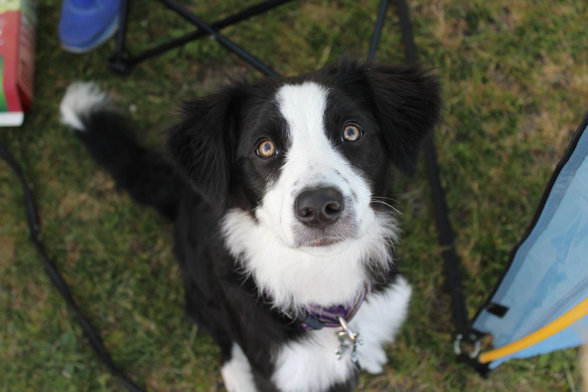 Border collie og labrador -Bailey billede 11