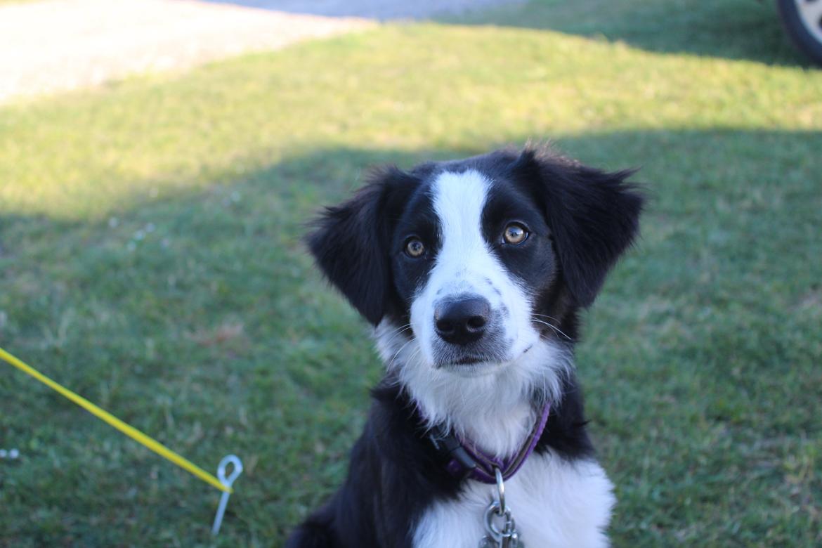 Border collie og labrador -Bailey - Føler mig sød billede 12