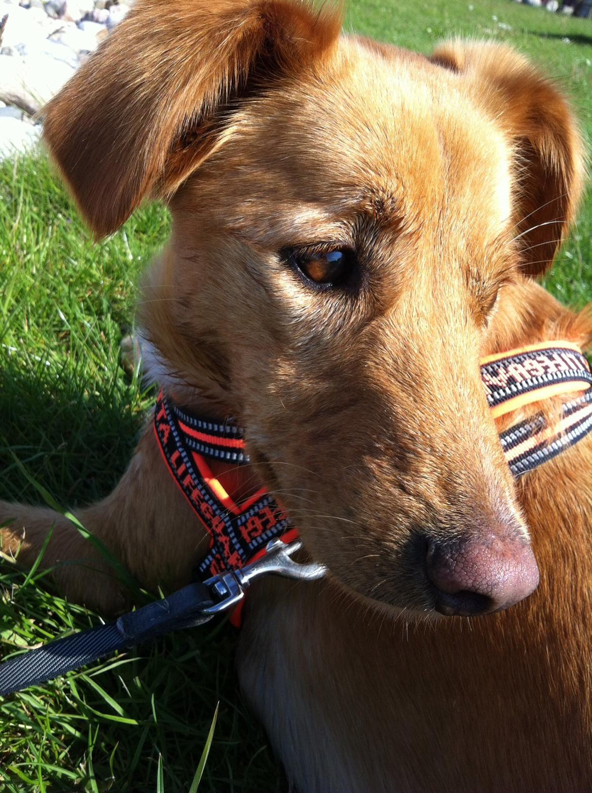 Blanding af racer Billy billede 3