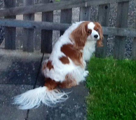 Cavalier king charles spaniel Bailey (Drøm sødt min skat) billede 7