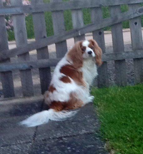 Cavalier king charles spaniel Bailey (Drøm sødt min skat) billede 8