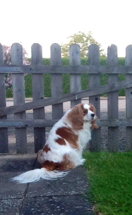 Cavalier king charles spaniel Bailey (Drøm sødt min skat) billede 9