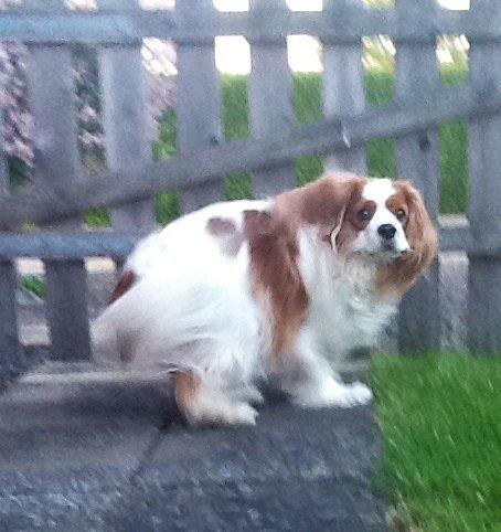 Cavalier king charles spaniel Bailey (Drøm sødt min skat) billede 10