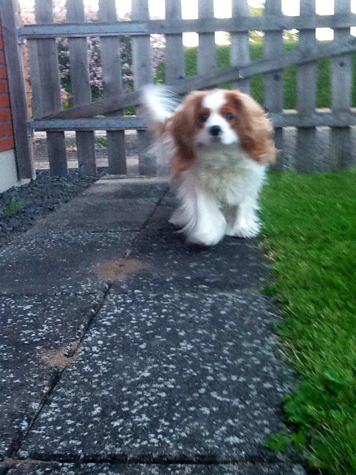 Cavalier king charles spaniel Bailey (Drøm sødt min skat) billede 11