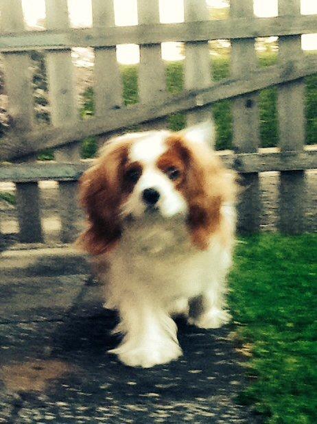 Cavalier king charles spaniel Bailey (Drøm sødt min skat) billede 12