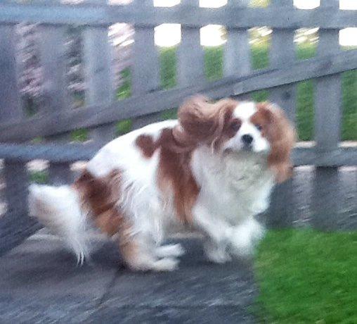 Cavalier king charles spaniel Bailey (Drøm sødt min skat) billede 13